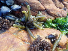 Splachnidium rugosum