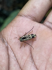 Glenea mephisto