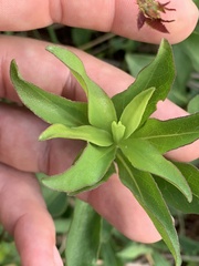 Solidago speciosa rigidiuscula
