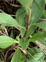 Solidago speciosa rigidiuscula