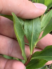 Solidago speciosa rigidiuscula