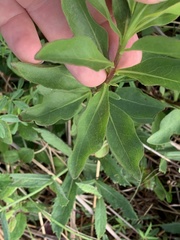 Solidago speciosa rigidiuscula
