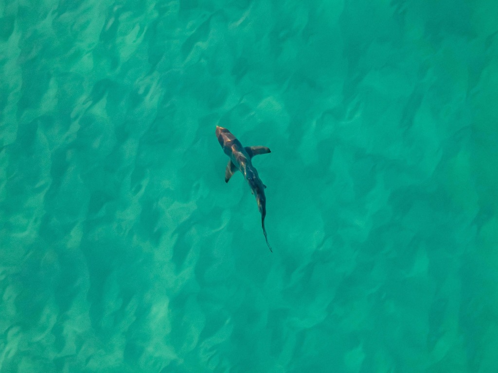 Blacktip shark seen from above off the Florida coast