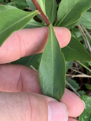 Solidago speciosa rigidiuscula