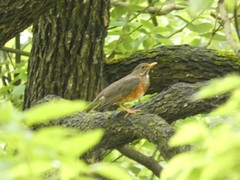 Turdus dissimilis
