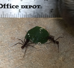 Acromyrmex octospinosus