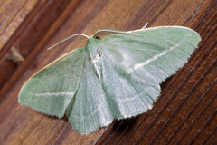 Chlorocoma stereota