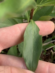 Solidago speciosa rigidiuscula