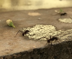 Acromyrmex octospinosus