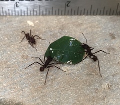 Acromyrmex octospinosus