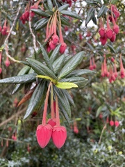 Crinodendron hookerianum