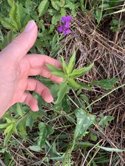 Solidago speciosa rigidiuscula