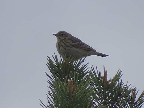Bisbita arbóreo (Anthus trivialis)