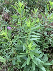 Solidago speciosa rigidiuscula