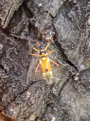 Cyllecoris histrionius