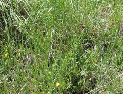Tragopogon eriospermus