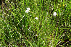 Cyperus ascocapensis