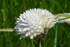 Cyperus ascocapensis