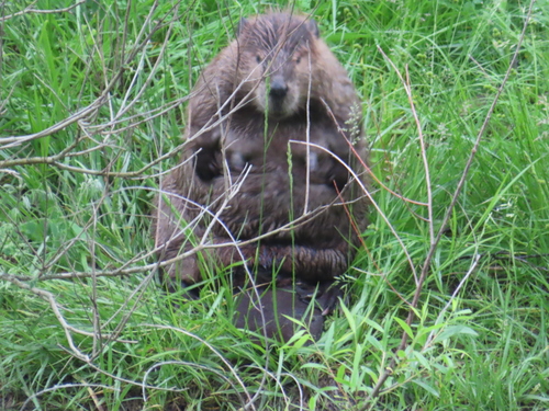American Beaver photographed in Missouri