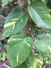 Epipremnum