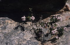 Teedia pubescens