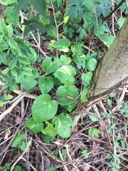 Epipremnum