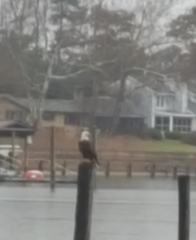 Haliaeetus leucocephalus