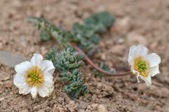 Callianthemum alatavicum
