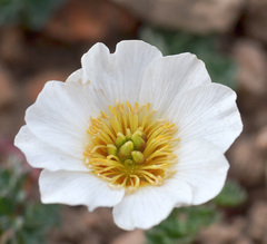 Callianthemum alatavicum