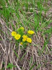 Adonis vernalis