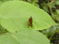 Pterodecta felderi