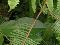 Pseudagrion microcephalum