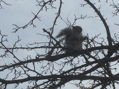 Sciurus carolinensis
