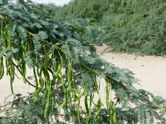 Prosopis juliflora