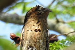 Nyctibius jamaicensis