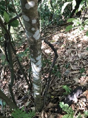 Astronium graveolens