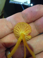 Hygrocybe insipida