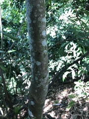 Astronium graveolens