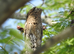 Nyctibius jamaicensis