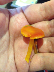 Hygrocybe insipida