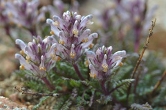 Pedicularis violascens