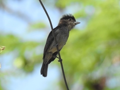 Pachyramphus aglaiae