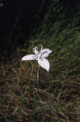 Moraea barkerae
