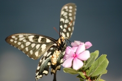 Pharmacophagus antenor