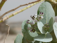Calotropis procera