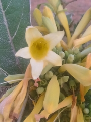 Adenocalymma calcareum