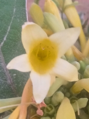 Adenocalymma calcareum