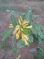 Adenocalymma calcareum