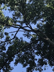 Gallesia integrifolia