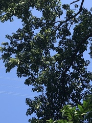 Gallesia integrifolia